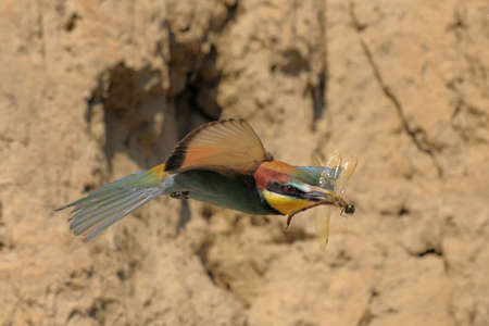 bee eater flying with a dragon fly in its billの写真素材