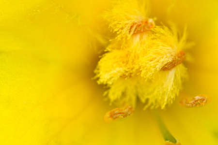 interior of a yellow flowerの写真素材
