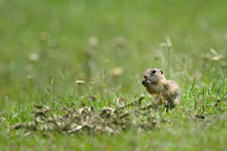 brown wild hamster