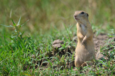 brown wild hamster sitting in the grass