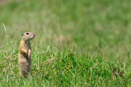 wild brown hamster sitting in the grass