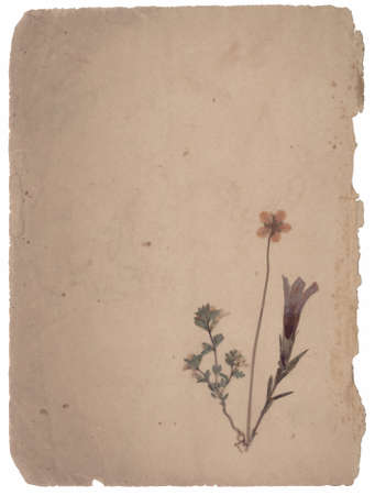 herbarium on old vintage paperの写真素材