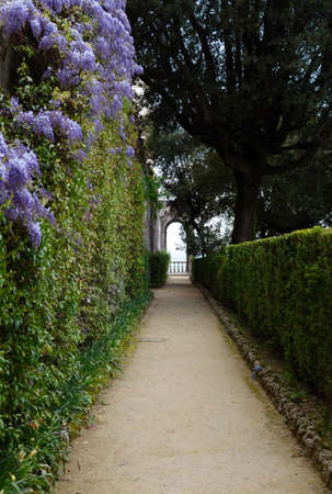 footpath trough hedge wall in garden detailの写真素材