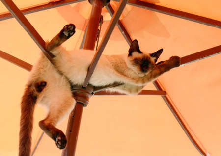 funny position cat resting and relaxing under parasolの写真素材