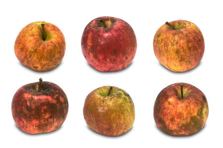 six pure organic apples over white backgroundの写真素材