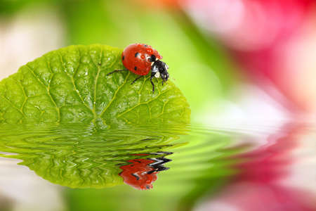 ladybug on green leaf with reflectionの写真素材