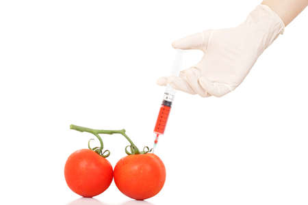 hand in glove injecting tomatoesの写真素材