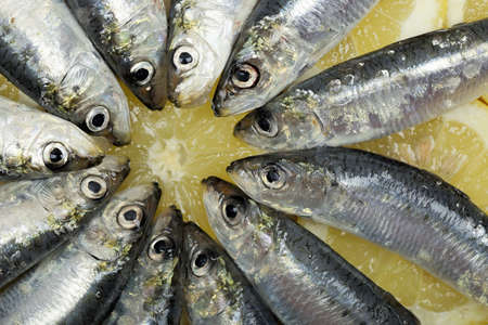sardines in circular form on lemon slicesの写真素材