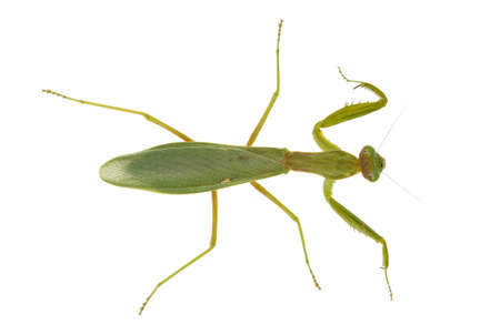 top view of green praying mantis isolated