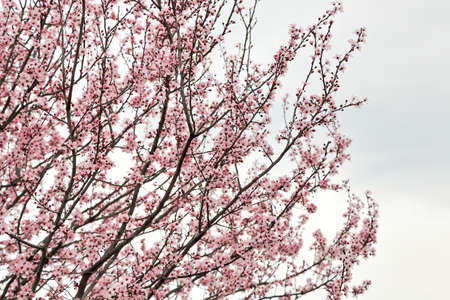 branches of almond tree in spring