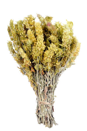 bunch of mountain tea isolated on whiteの写真素材