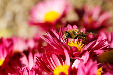 macro of bee on chrysanthemum flowerの写真素材