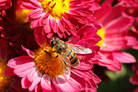 macro of bee on flowerの写真素材