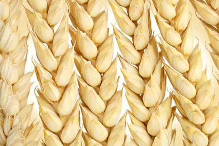 macro of wheat earsの写真素材