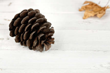 pine cone on white wooden planksの写真素材