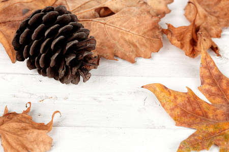 pine cone with leaves on white wooden planksの写真素材