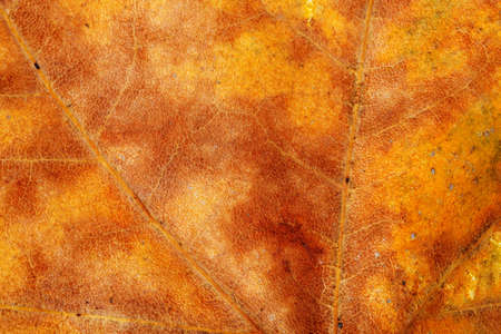 macro of dry sycamore leaf in autumn
