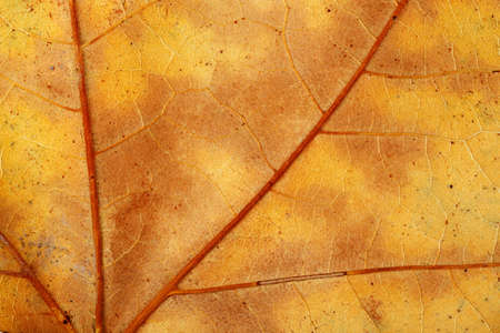 macro of dry sycamore leaf in autumnの写真素材