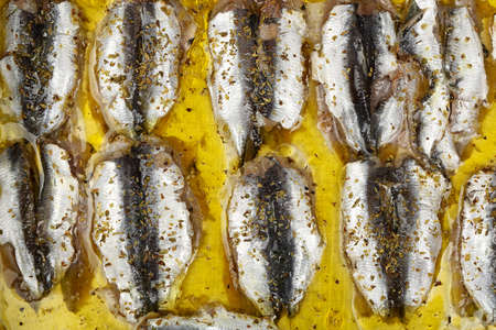 uncooked sardines fillet with oregano in olive oilの写真素材