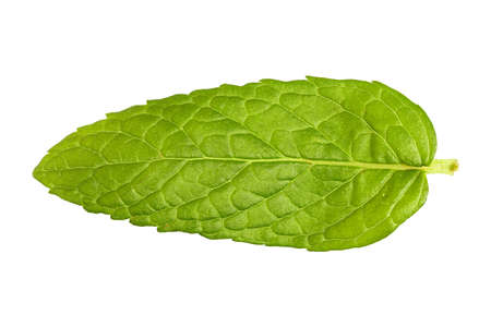 closeup of mint leaf isolated on white