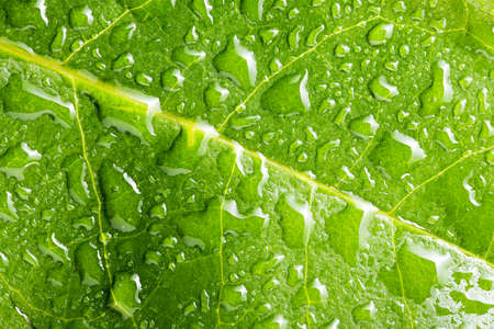 macro of water drops on green leaf