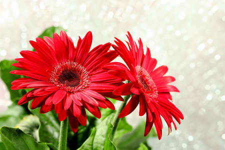 red gerbera flowers against abstract backgroundの写真素材