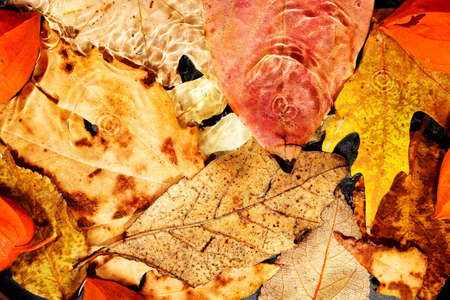 variety of underwater autumn leaves, abstract season concept