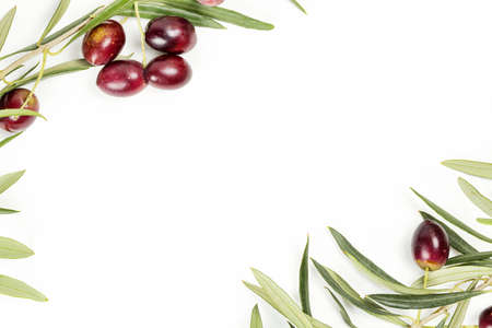 olive tree twigs with olives on white with copy spaceの写真素材