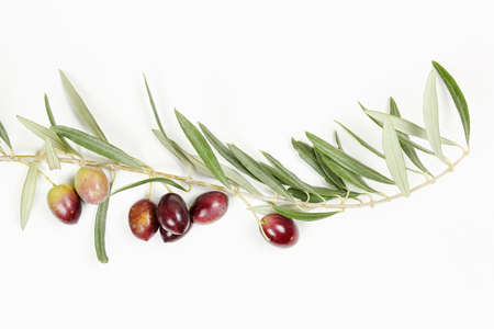olive tree twig with olives on whiteの写真素材