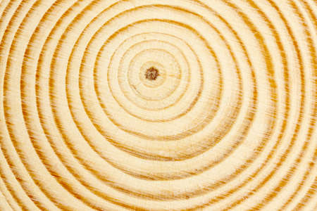 macro of cross section of tree branch with rings
