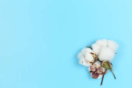 flat lay image of cotton balls on blue, copy space