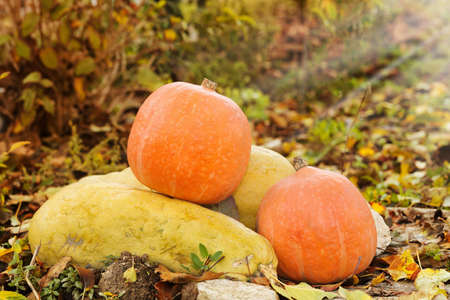 ripe orange pumpkins in the garden