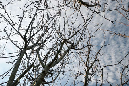 apple tree without leaves in winter