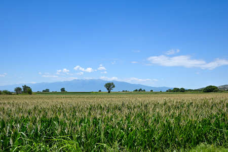 horizon over green corn in the field with blue sky