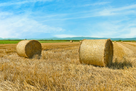 hay bales in the field, sunny day