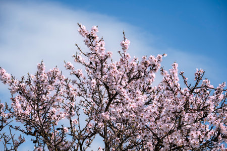 top of blooming almond tree in spring
