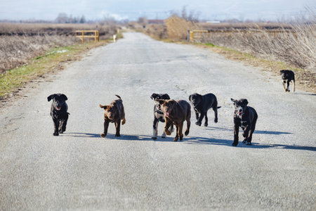 pack of dogs running on rural road