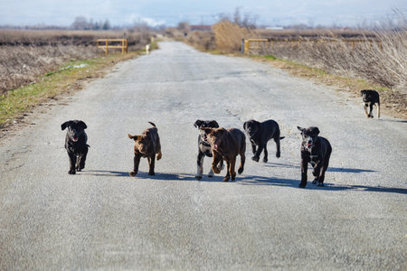 pack of stray dogs running on rural roadの写真素材