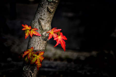 Maple leafs