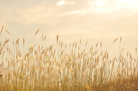 Grass and hot day