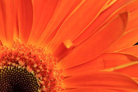 Macro flowerの写真素材