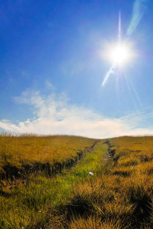 Summer landscapeの写真素材