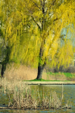 Summer landscapeの写真素材