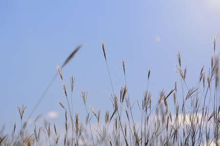 Grass,blue sky