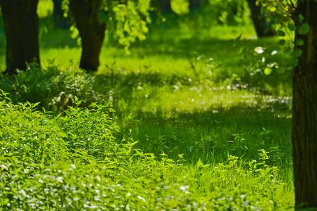 Grass backgroundの写真素材