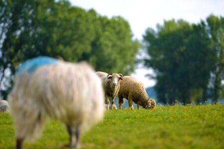 Sheepの写真素材