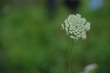 Queen Anne's lace flower