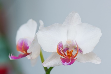 Orchidの写真素材