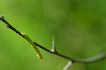 A green caterpillar setting on stemの写真素材