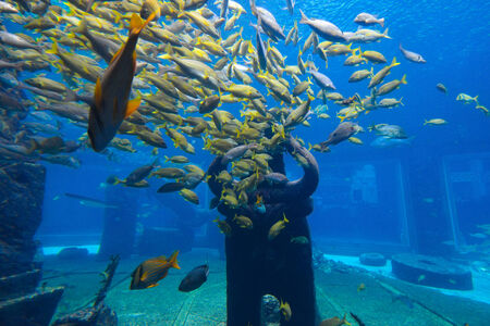 Beautiful underwater landscape with yellows fish